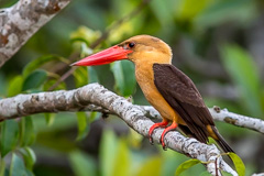 Brown-winged Kingfisher