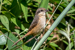 Grey-backed Shrike