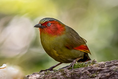 Scarlet-faced Liocichla