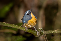 Snowy-browed Flycatcher