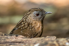 Streaked Wren-Babbler