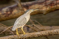 Striated Heron