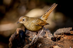 White-bellied Redstart