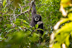 White-handed Gibbon