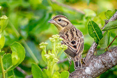 Yellow-breasted Bunting