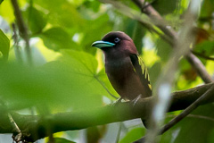 Banded Broadbill