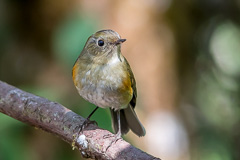 Himalayan Bluetail