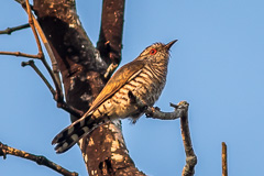 Little Bronze Cuckoo