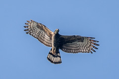 Oriental Honey Buzzard