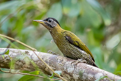 Streak-breasted Woodpecker