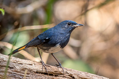 White-bellied Redstart