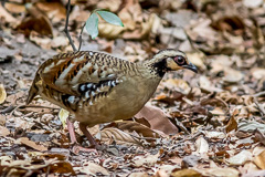 Bar-backed Partridge