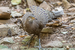 Grey Peacock-Pheasant