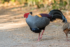 Siamese Fireback