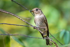 Asian Brown Flycatcher