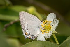 Peacock Royal