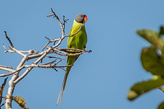 Grey-headed Parakeet