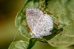 Common Apefly