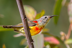 Mrs. Gould's Sunbird