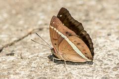 Red-spot Marquis