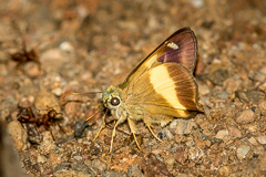 Yellow-banded Awl