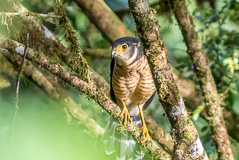 Barred Forest Falcon