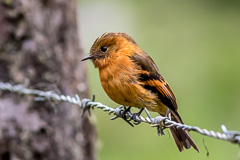 Cinnamon Flycatcher