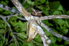 Crested Owl