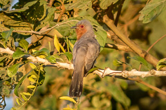 Dwarf Cuckoo