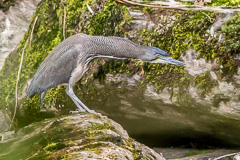 Fasciated Tiger Heron