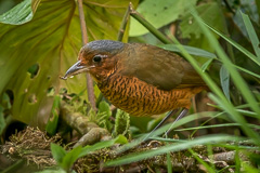 Giant Antpitta