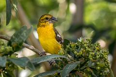 Golden Grosbeak