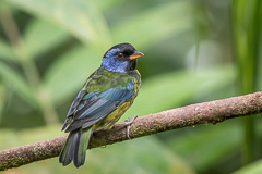 Moss-backed Tanager