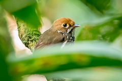 Peruvian Antpitta