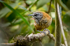 Plain-tailed Wren