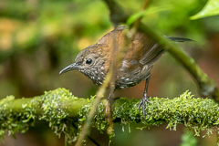 Sharp-tailed Streamcreeper