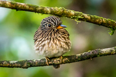 White-chested Puffbird