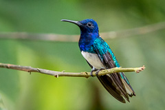 White-necked Jacobin