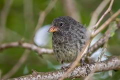 Common Cactus Finch