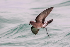 Elliot's Storm Petrel