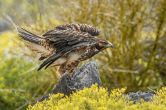 Galapagos Hawk