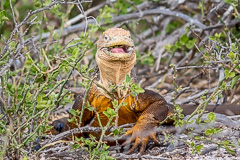 Galapagos Land Iguana