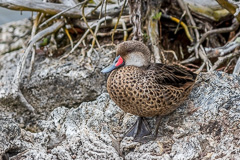 White-cheeked Pintail