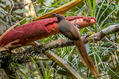 Black Sicklebill