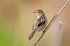 Golden-headed Cisticola