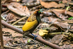 Magnificent Bird-of-paradise