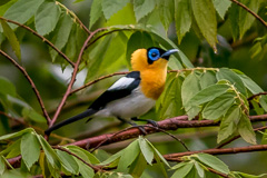 Ochre-collared Monarch