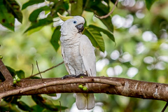 Sulphur-crested Cockatoo