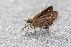 Purplish-grey Darter