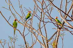 Blossom-headed Parakeet